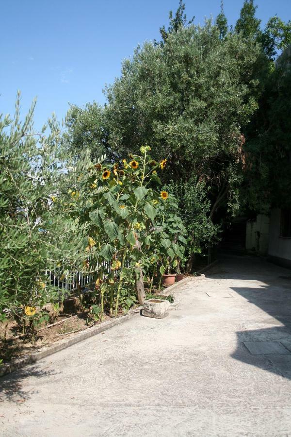 Sunflower Split Extérieur photo