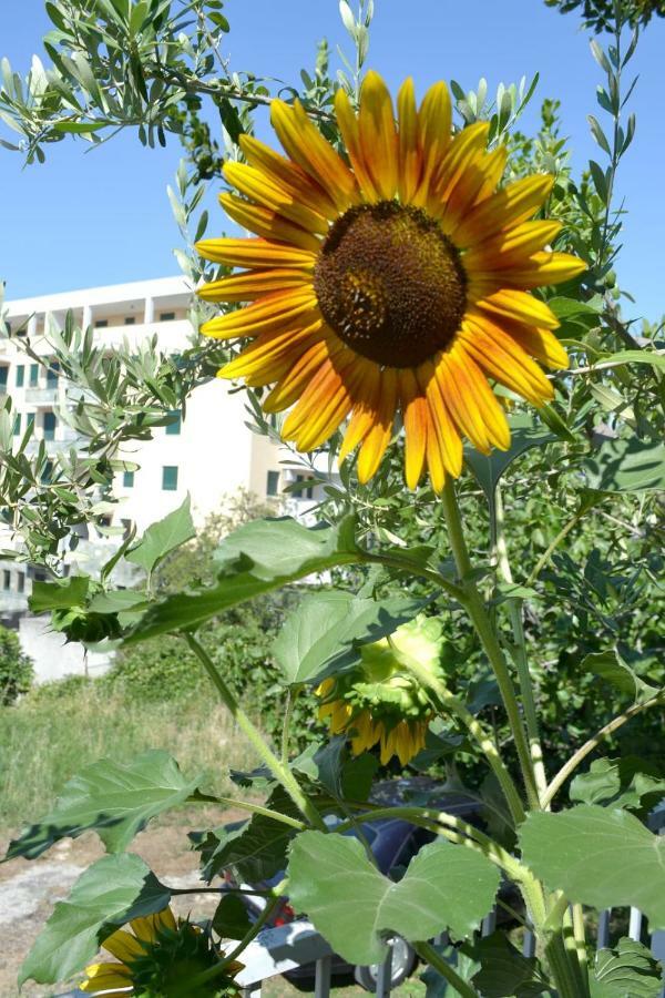 Sunflower Split Extérieur photo